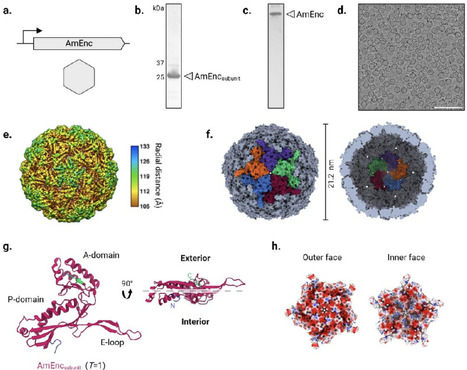 Engineering a Novel Bacterial Encapsulin for Programmable Surface Functionalization: From Single-Target to Mosaic Nanovaccines | brvbe | RMH | Scoop.it