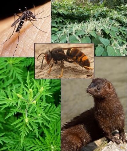 Fourmi électrique, écrevisse américaine ou frelon asiatique… : des espèces invasives de plus en plus présentes en France | EntomoNews | Scoop.it