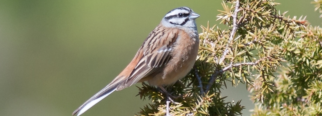 Suivi Temporel Des Oiseaux Communs (STOC) &rsaq...