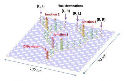 DNA motor programmed to navigate a network of tracks | Amazing Science | Scoop.it