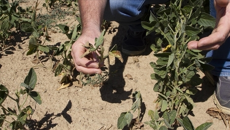 ITALY: Drought bringing Italian agriculture to its knees | CIHEAM Press Review | Scoop.it