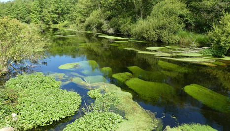 Bulletin N°4 Fev 2022 : Synthèse 2019 des états des lieux des bassins  | Biodiversité | Scoop.it