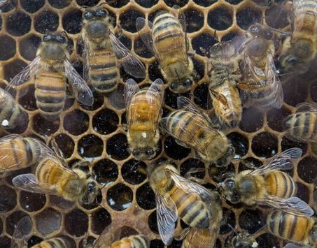 Etats-Unis : premières mesures contre les pesticides tueurs d’abeilles - Le Monde | Le Fil @gricole | Scoop.it