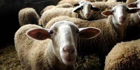 Elevage et loup : une "&eacute;tude prospective" r&eacute;alis&eacute;e &agrave; l'automne | Biodiversit&eacute; | Scoop.it