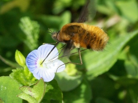 Qui sont les principaux insectes pollinisateurs ? | Decolonial | Scoop.it