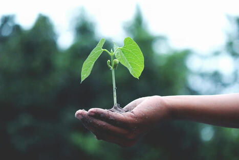 Nanotecnologia &eacute; usada para melhorar resist&ecirc;ncia de plantas em cen&aacute;rio de mudan&ccedil;as clim&aacute;ticas | Inova&ccedil;&atilde;o Educacional | Scoop.it