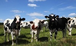 Imbroglio européen sur l’étiquetage de l’origine des viandes | La Gazette des abattoirs | Scoop.it