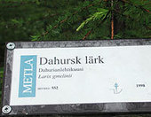 Mets&auml;ntutkimuslaitos Metinfo - Puulajit | 1Uutiset - Lukemisen t&auml;hden | Scoop.it