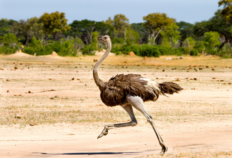 Pourquoi l'autruche est-elle le seul animal vivant avec quatre genoux ?  | Les oiseaux au gré du vent | Scoop.it