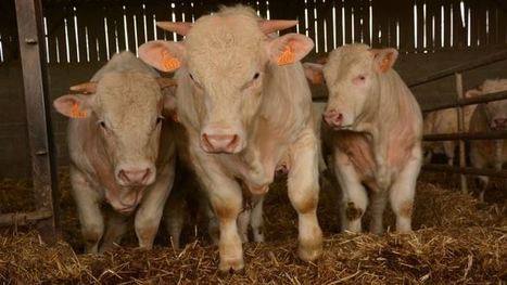 Marché de la viande bovine en Europe Le Brexit à venir pourrait avoir de pires effets que le Ceta | EUROPES | Scoop.it