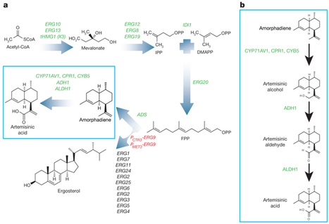 High-level semi-synthetic production of the potent antimalarial artemisinin | Natural Products Chemistry Breaking News | Scoop.it