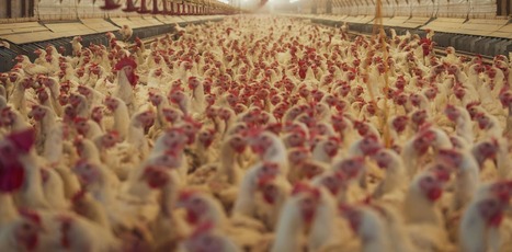 FRANCE : L&rsquo;article L214 f&ecirc;te ses 50 ans&nbsp;: la sensibilit&eacute; animale reconnue par la loi, mais ignor&eacute;e dans les&nbsp;faits | CIHEAM Press Review | Scoop.it