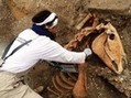 Arch&eacute;ologie d&rsquo;un animal d&rsquo;exception : le cheval | Cheval et Nature | Scoop.it
