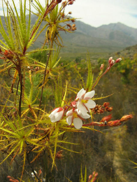 Un quart des plantes carnivores seraient menacées d'extinction selon une étude | EntomoNews | Scoop.it