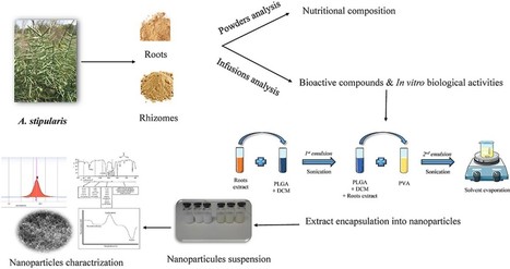 Nutritional Composition, Bioactivity and Nanoencapsulation of Extracts from Wild Asparagus | iBB | Scoop.it