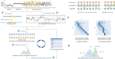 Raw signal segmentation for estimating RNA modification from Nanopore direct RNA sequencing data | eLife | RMH | Scoop.it