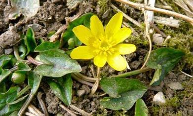 The lesser celandine, the voice of spring | Nature Flash | Scoop.it