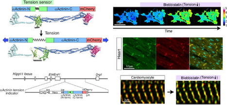 Molecular tension indicators reveal unexpectedly complex regulation of tension in live mouse organs | ComB | RMH | Scoop.it