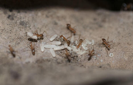 Microscopique mais tr&egrave;s dangereuse&hellip; Un troisi&egrave;me foyer de fourmis &eacute;lectriques d&eacute;couvert dans le Var | Biodiversit&eacute; - @ZEHUB on Twitter | Scoop.it