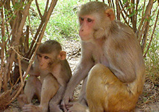 Empathy cells found in monkey brains | Science News | Scoop.it