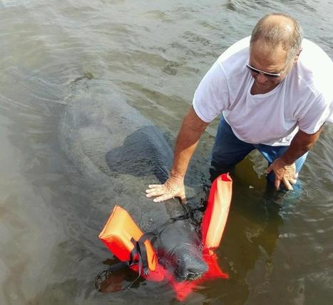 Red tide is on a killing spree in Florida | Coastal Restoration | Scoop.it