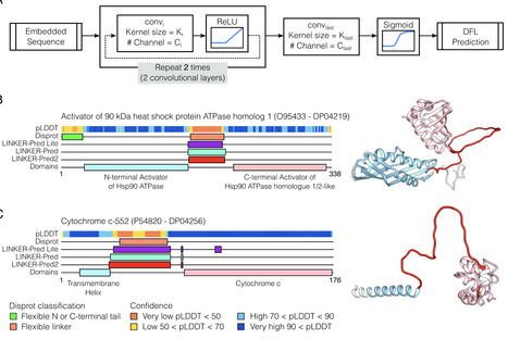 LINKER-Pred: A Public Web Server for Accurate Prediction of Disordered Flexible Linkers in Proteins | brvbi | RMH | Scoop.it