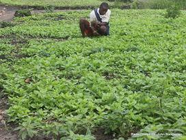 RDC : des paysans de Kikonka s'organisent en associations pour améliorer leur production. | Questions de développement ... | Scoop.it