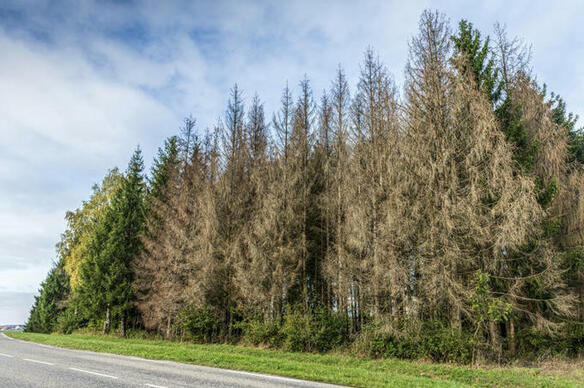 La gestion des forêts françaises au cœur du combat pour le climat