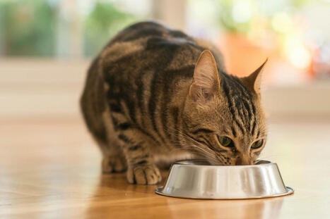 Cat food recalled due to possible bird flu contamination - The Independent | Operation Deimos | Scoop.it