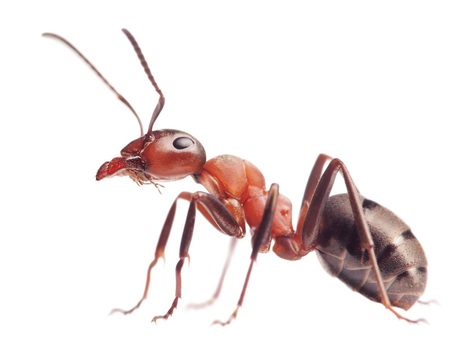 orco mutagenesis causes loss of antennal lobe glomeruli and impaired social behavior in ants | Animal Models - GEG Tech top picks | Scoop.it