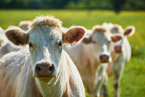 La relocalisation de l’engraissement en France compense le manque de vaches | Actualité Bétail | Scoop.it