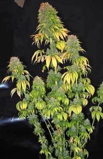 marijuana flowering plant stage weed grow problems during buds growing don seeds tall fat scoop