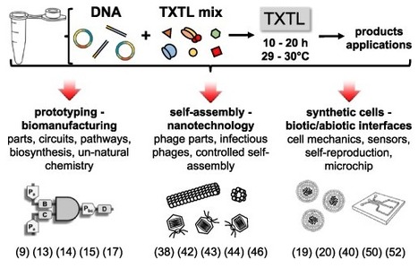 The all-E. coliTXTL toolbox 3.0: new capabilities of a cell-free synthetic biology platform | Sbio | RMH | Scoop.it