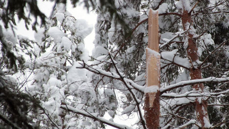 Valtava lumimäärä tekee suurta tuhoa – puiden lumikuormat katkovat puita kuin tulitikkuja | Yle Uutiset | yle.fi | 1Uutiset - Lukemisen tähden | Scoop.it