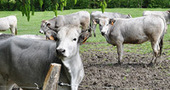 Les premières vaches géo-localisables sur les estives du Prat d'Albis | Pour innover en agriculture | Scoop.it