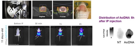 AsiDNA un radiosensibilisateur pour le traitement des tumeurs cérébrales en pédiatrie | Life Sciences Université Paris-Saclay | Scoop.it
