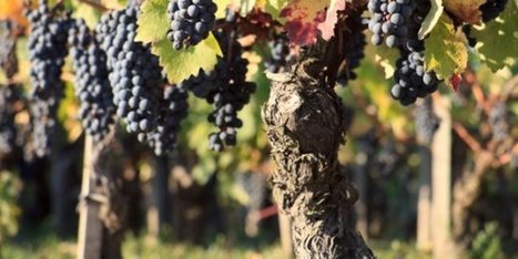 Hennessy attribue 600.000 € à la recherche bordelaise | Innovations & RSE à Bordeaux et en Gironde | Scoop.it