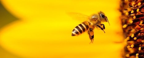 Bee Brains Could Help Your Camera Take Better Photos | Biomimicry | Scoop.it
