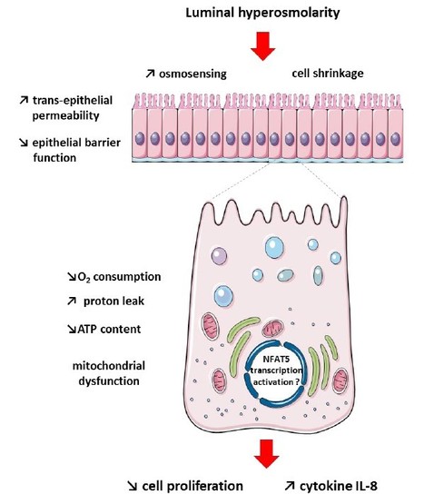 Impact d&rsquo;un environnement hyperosmolaire &eacute;valu&eacute; sur les cellules &eacute;pith&eacute;liales intestinales Caco-2 | Life Sciences Universit&eacute; Paris-Saclay | Scoop.it
