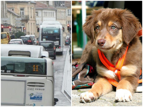 Grand Nancy. Les chiens bientôt autorisés dans les bus du réseau Stan : on vous explique | Lorraine Actu | veille territoriale | Scoop.it