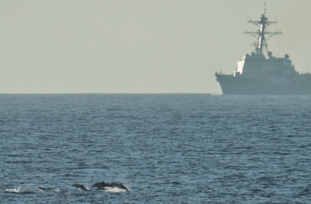 Petition demands US Navy halt plan to deafen 15K whales & dolphins and kill 1,800 more | Coffee Party Science | Scoop.it