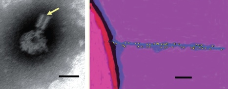 Mol Plant Pathol: Top 10 plant pathogenic bacteria in molecular plant pathology (2012) | Plants and Microbes | Scoop.it