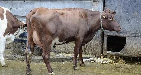 Croiser pour tendre vers son troupeau idéal | Lait de Normandie... et d'ailleurs | Scoop.it