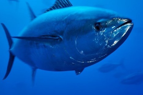 Bluefin Tuna in Malta: Slime is the Least of the Problems | CIHEAM Press Review | Scoop.it