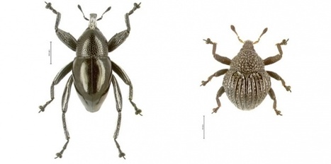 Des charan&ccedil;ons dans l'annuaire | EntomoNews | Scoop.it