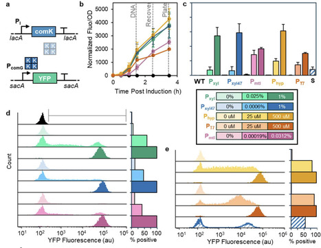 Enhanced Bacillus subtilis natural competence enables multiplexed genome and spore engineering | brvbe | RMH | Scoop.it