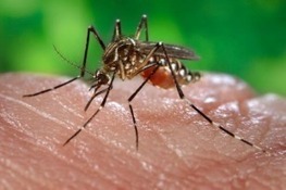 The Reporter Newspaper – Dominica battles Chikungunya disease | Commonwealth of Dominica | Scoop.it