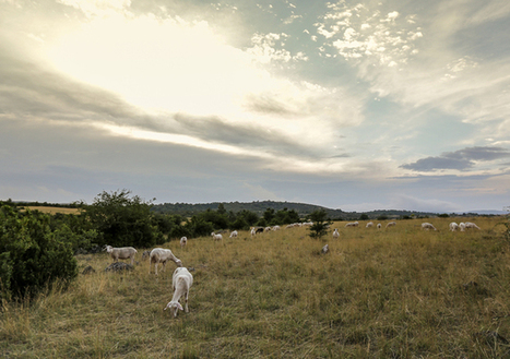 INRA - Adoption moyens de protection troupeaux territoire Grands Causses | Biodiversité | Scoop.it