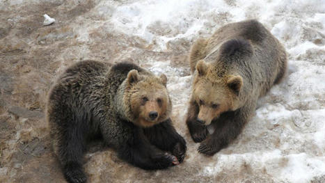 Le nombre d'ours dans les Pyrénées augmente, mais la population n'est pas viable | Histoires Naturelles | Scoop.it