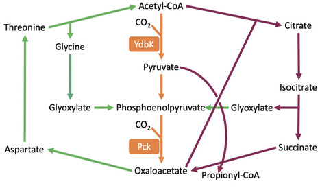 Development of autotrophy in Escherichia coli through adaptive laboratory evolution | brvme | RMH | Scoop.it